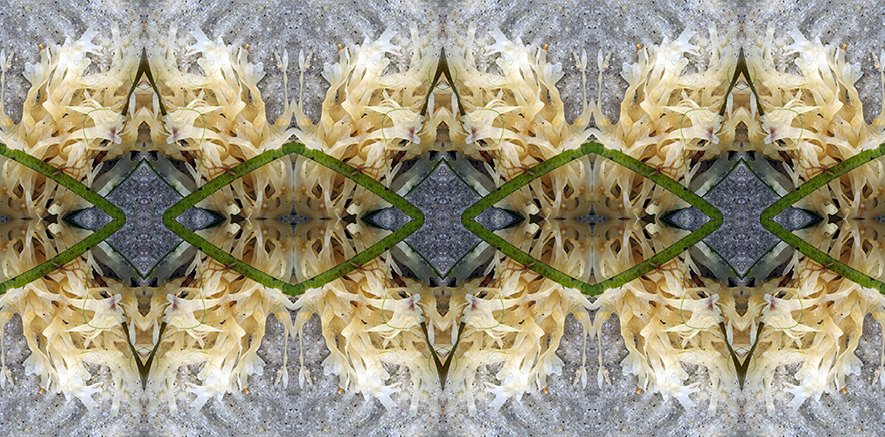 Cream Seaweed.jpgsm.jpg