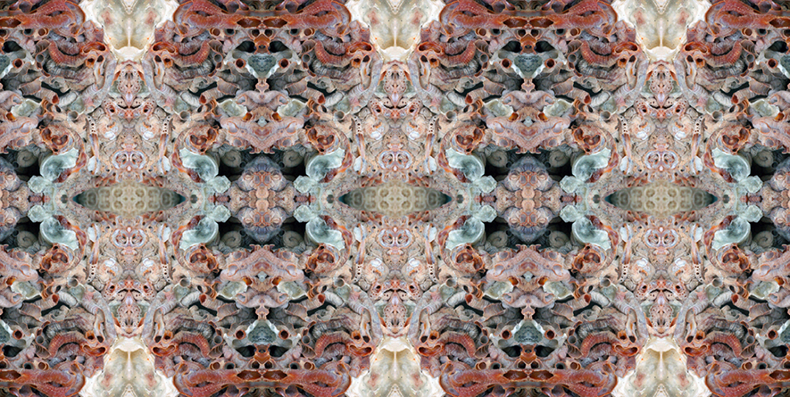 tube worm shell copy sm.jpg
