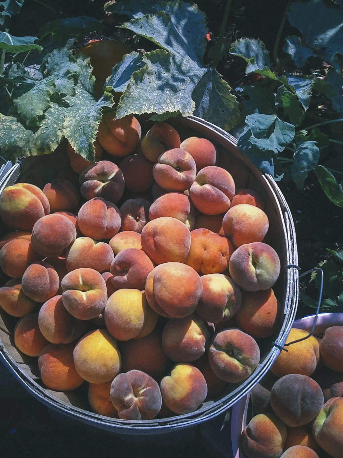 Just peachy!