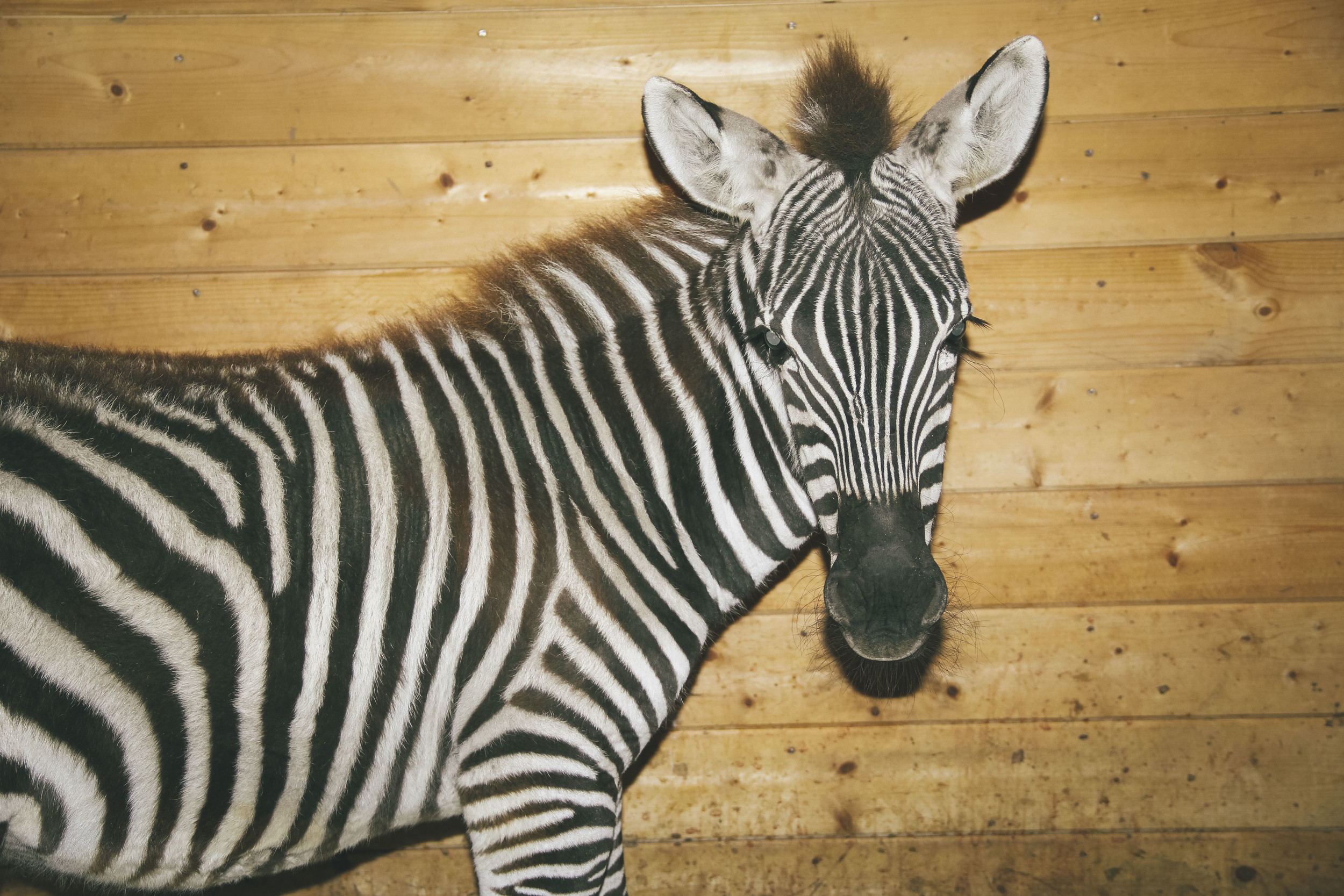 Zena the Zebra!