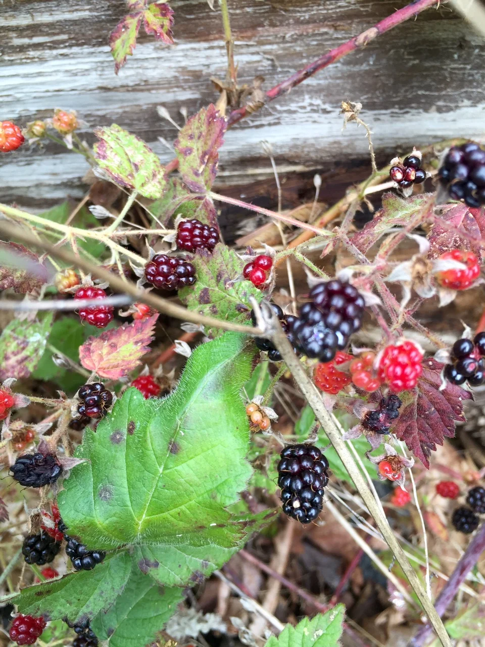 Native Trailing Blackberry