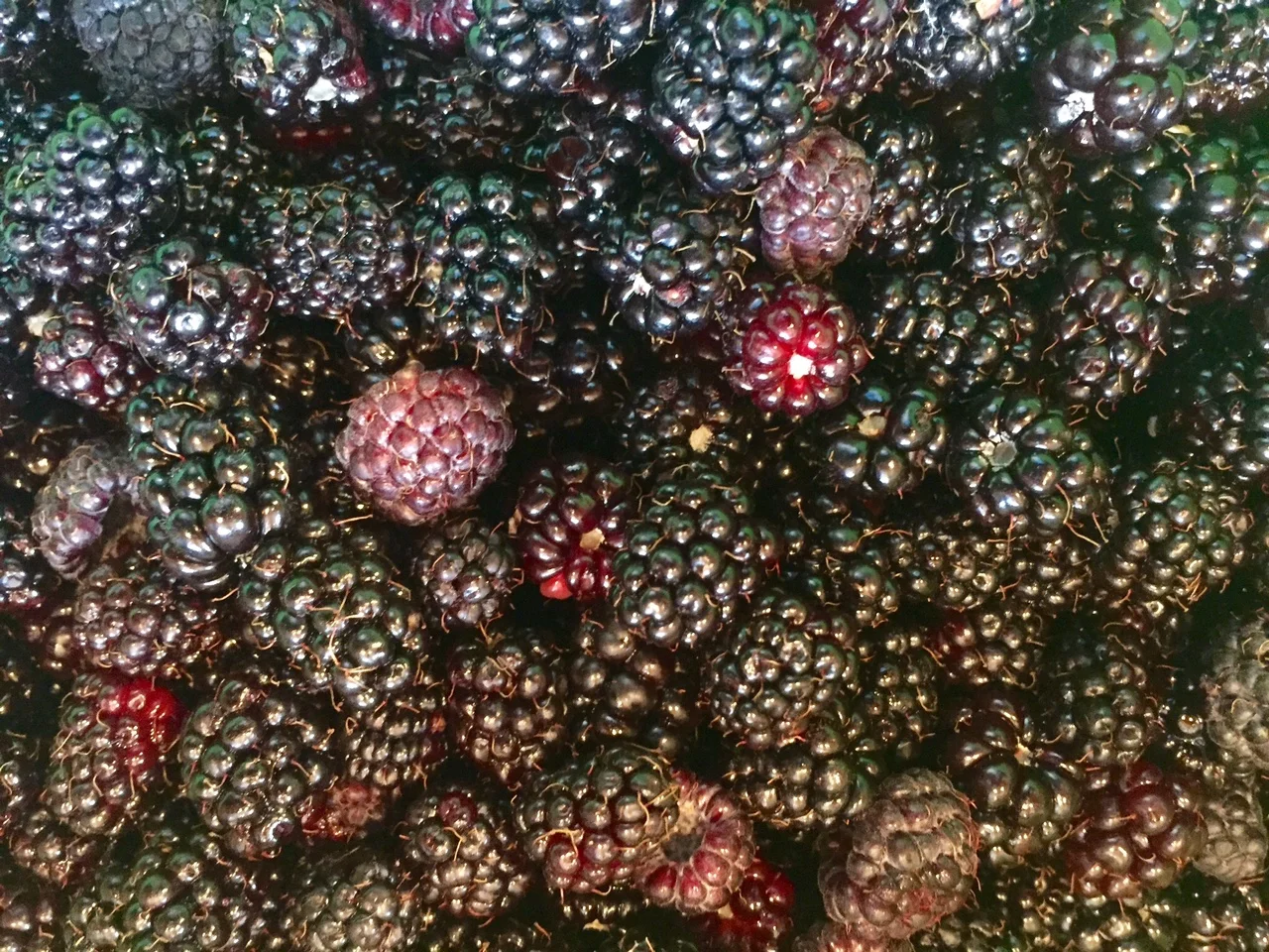 Sweet Berries, Sweet Memories, and Sweet, Sweet Freedom!