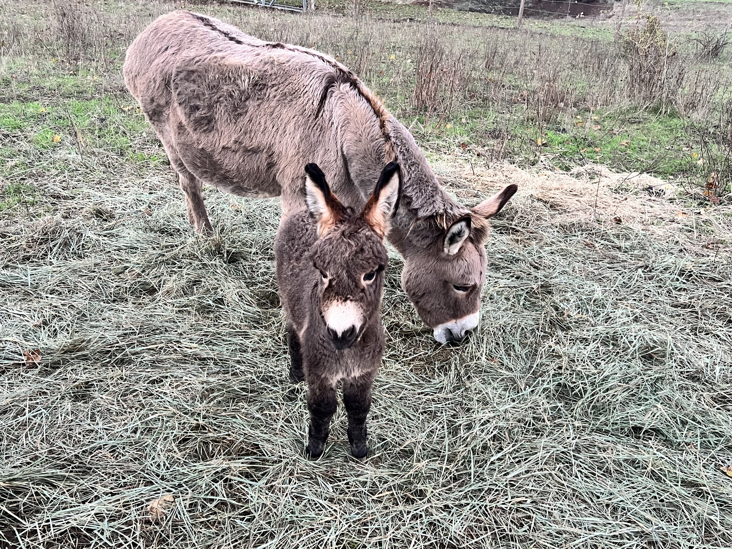 Clementine and her baby, Darlin'. My mini donkeys!