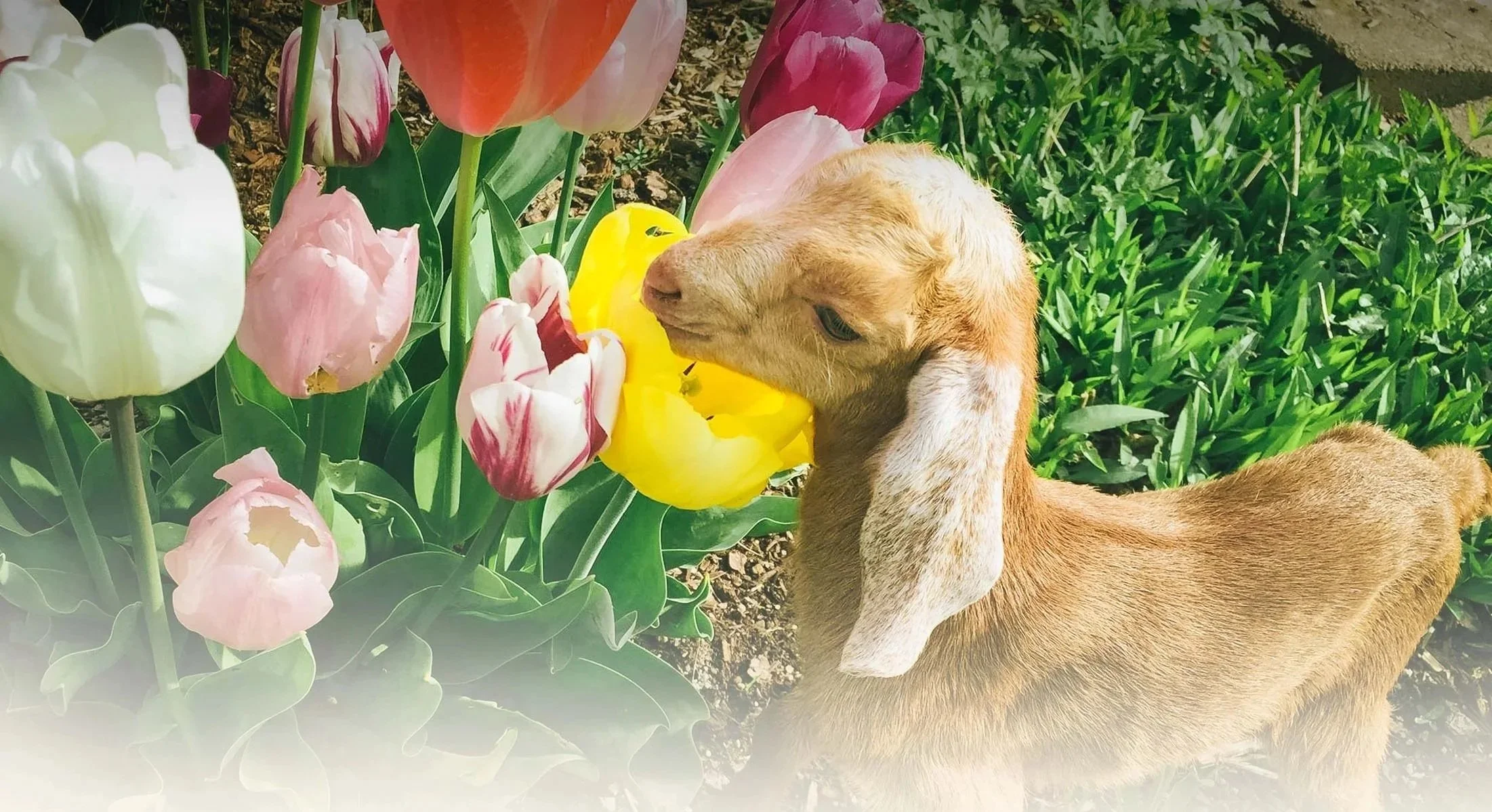 _delilah_goat-tulip.jpg