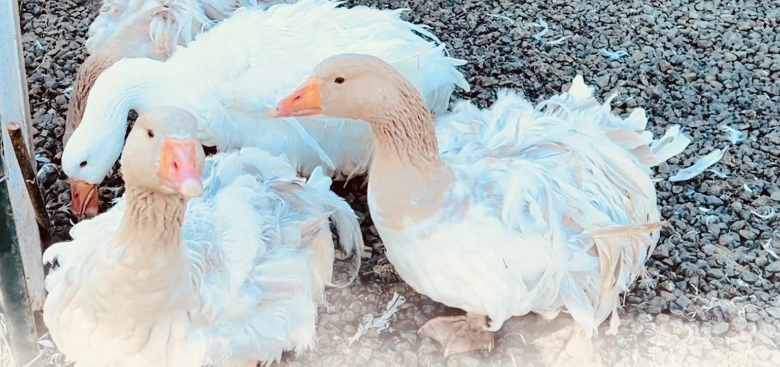 Untitled design-3.jpeg