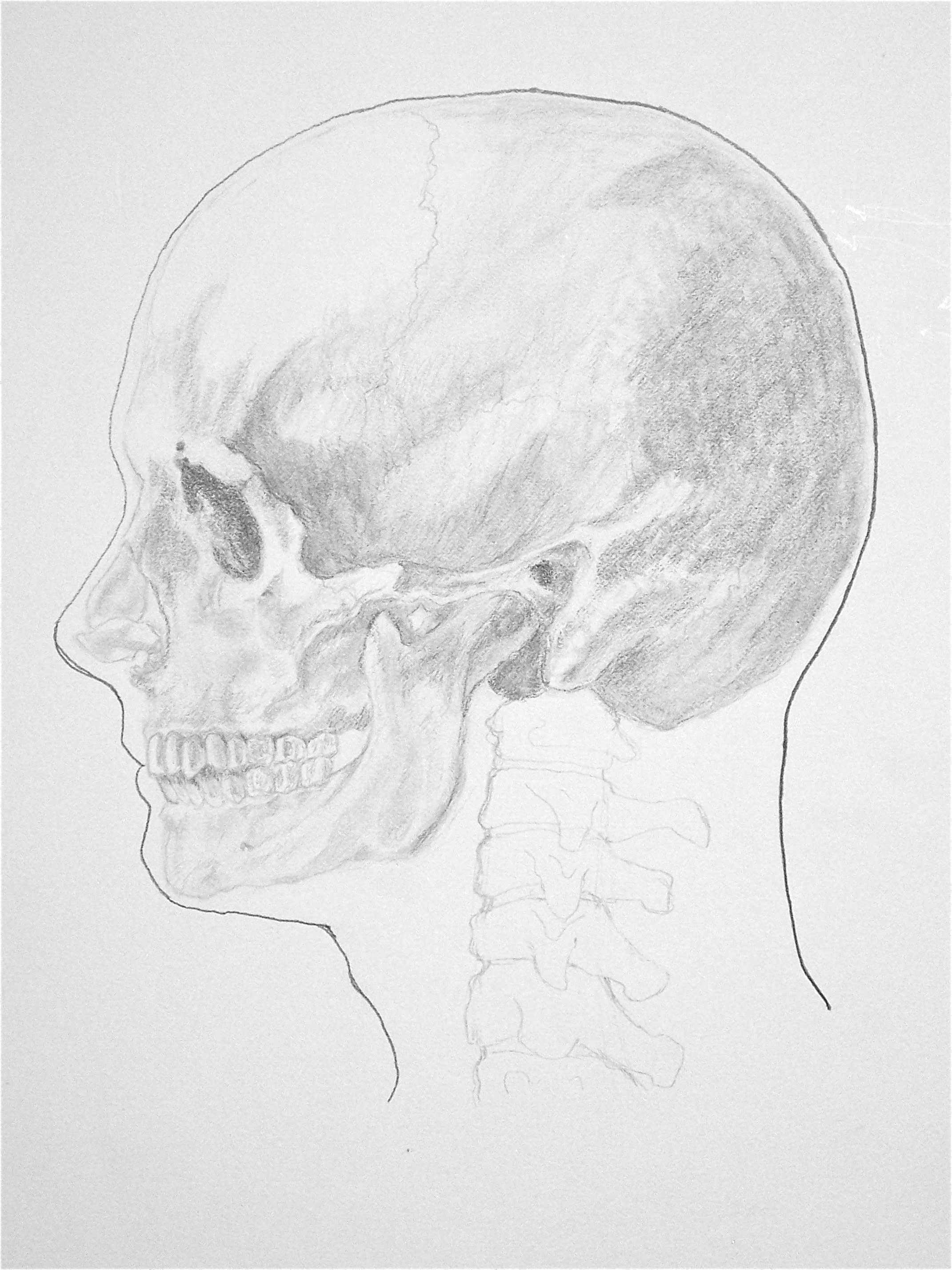 Skull study.JPG