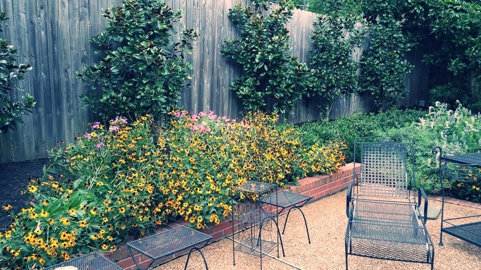 black eyed susan patio.jpg