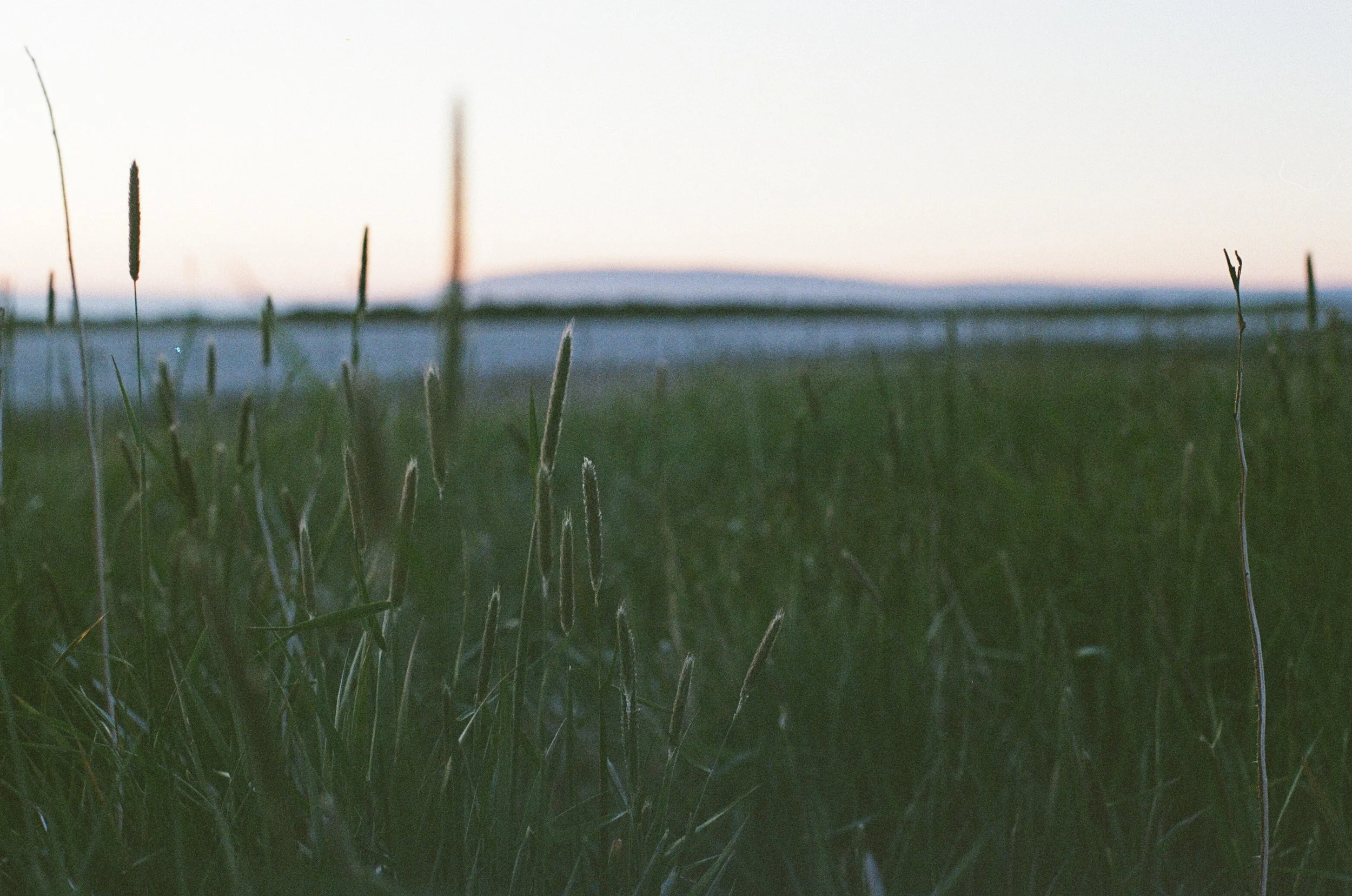 Newfoundland shot on film II