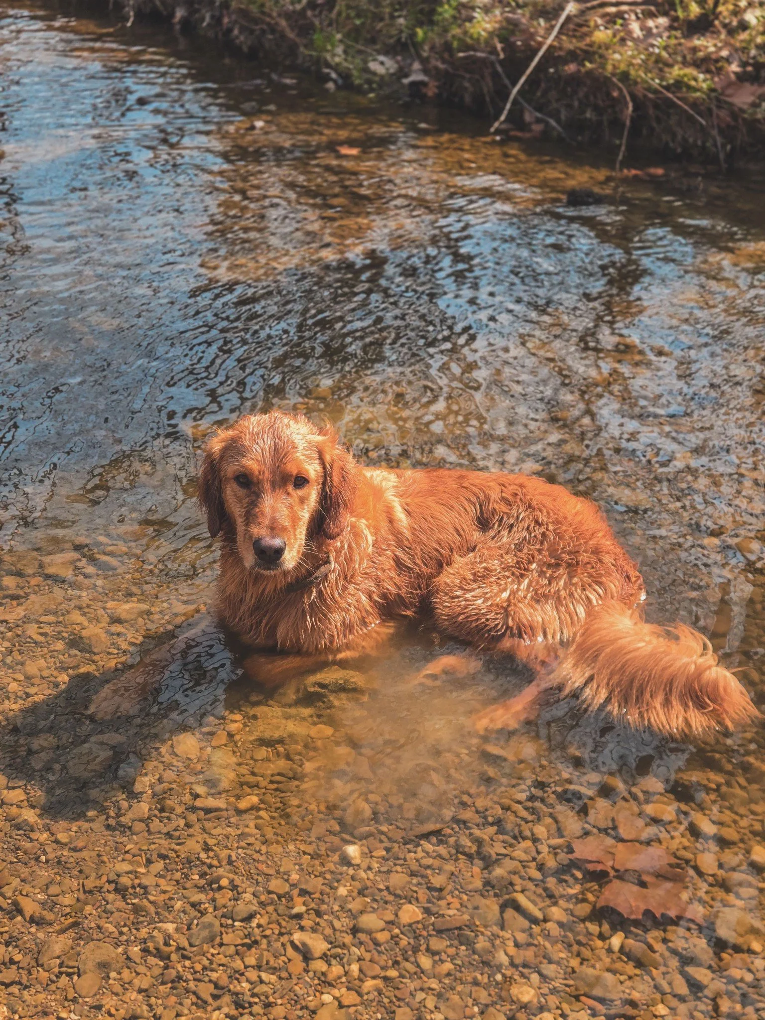 Charlie was the happiest today than I think I've ever seen him 🩷

Sometimes it's really hard to believe that this dog used to destroy crate after crate, dig his way through the floor, get into fights with other dogs due to resource guarding, be so h