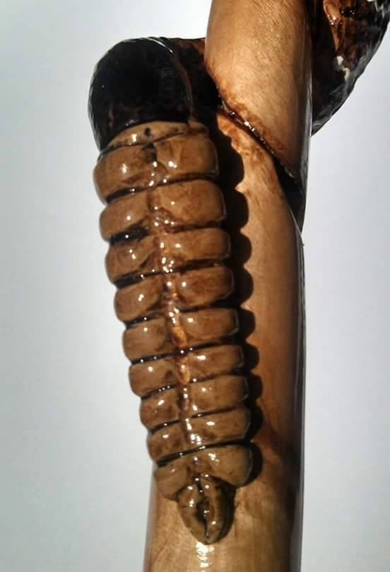 Rattle detail