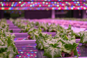 agaris-horti-vertical-farming-lettuce-organic-led-farming-crop-city-growing-media-substrates.jpg