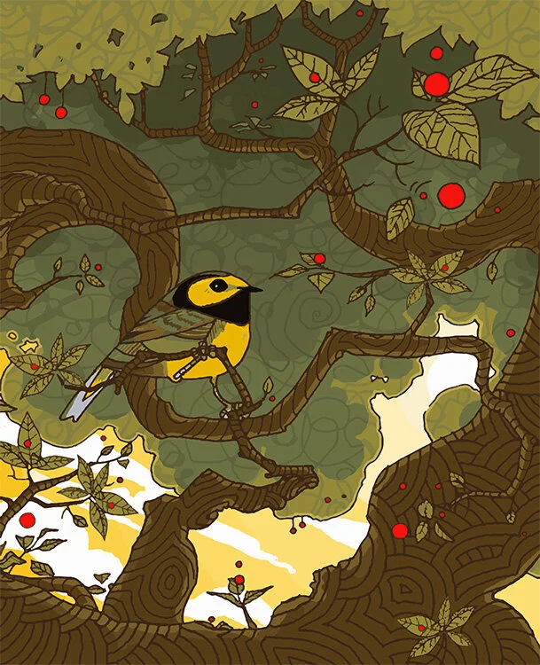 Hooded Warbler web image.jpeg