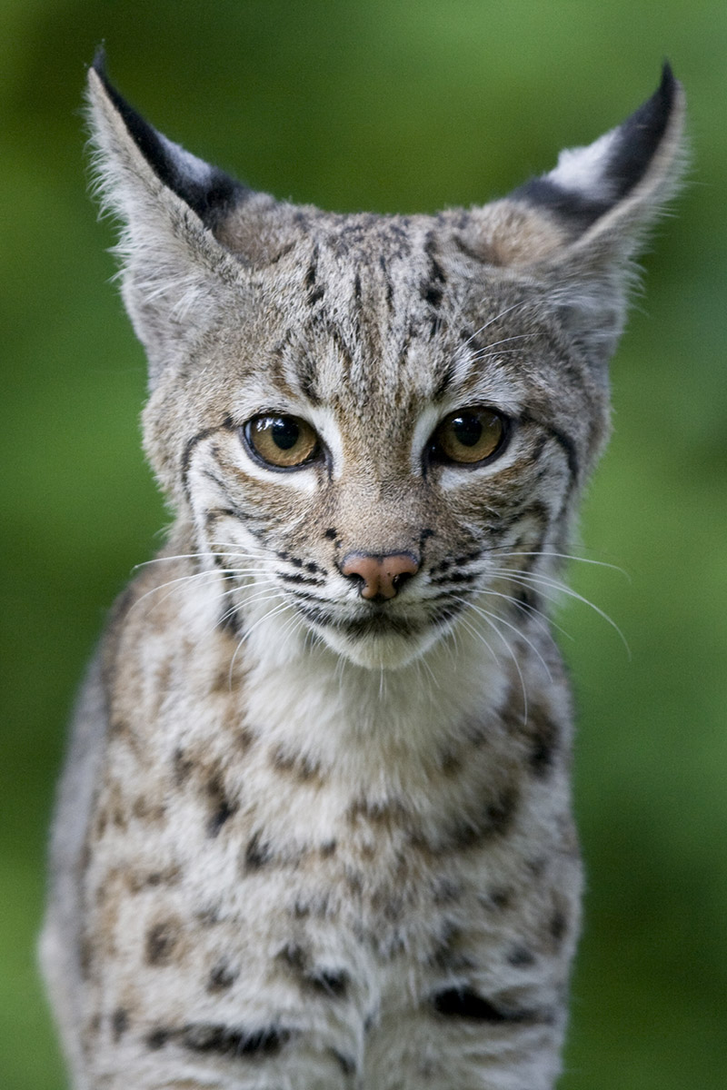 Bobcat Kitten