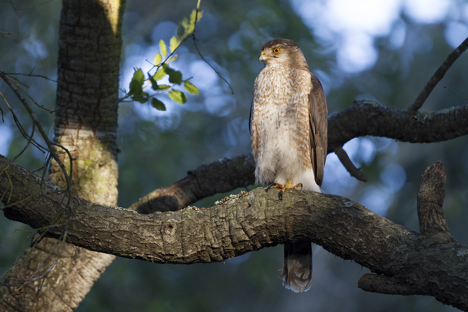 Coopers Hawk