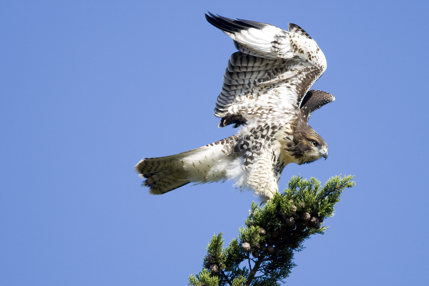 Red-tailed Hawk Fledgling