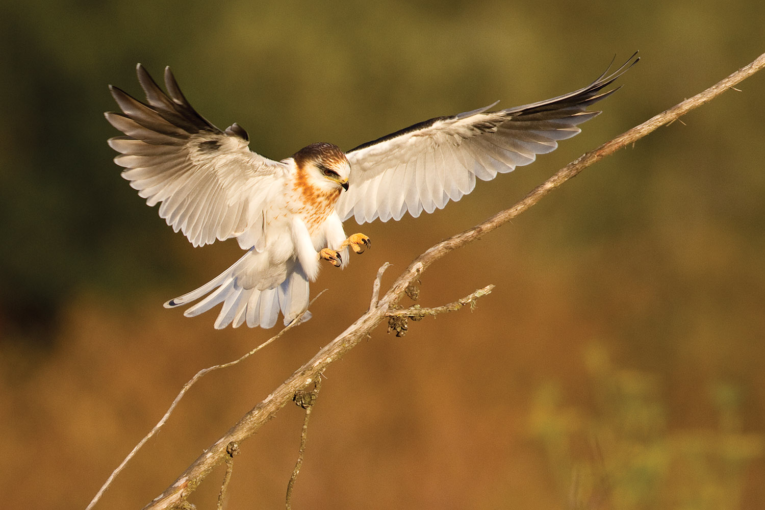 White-tailed Kite Landing