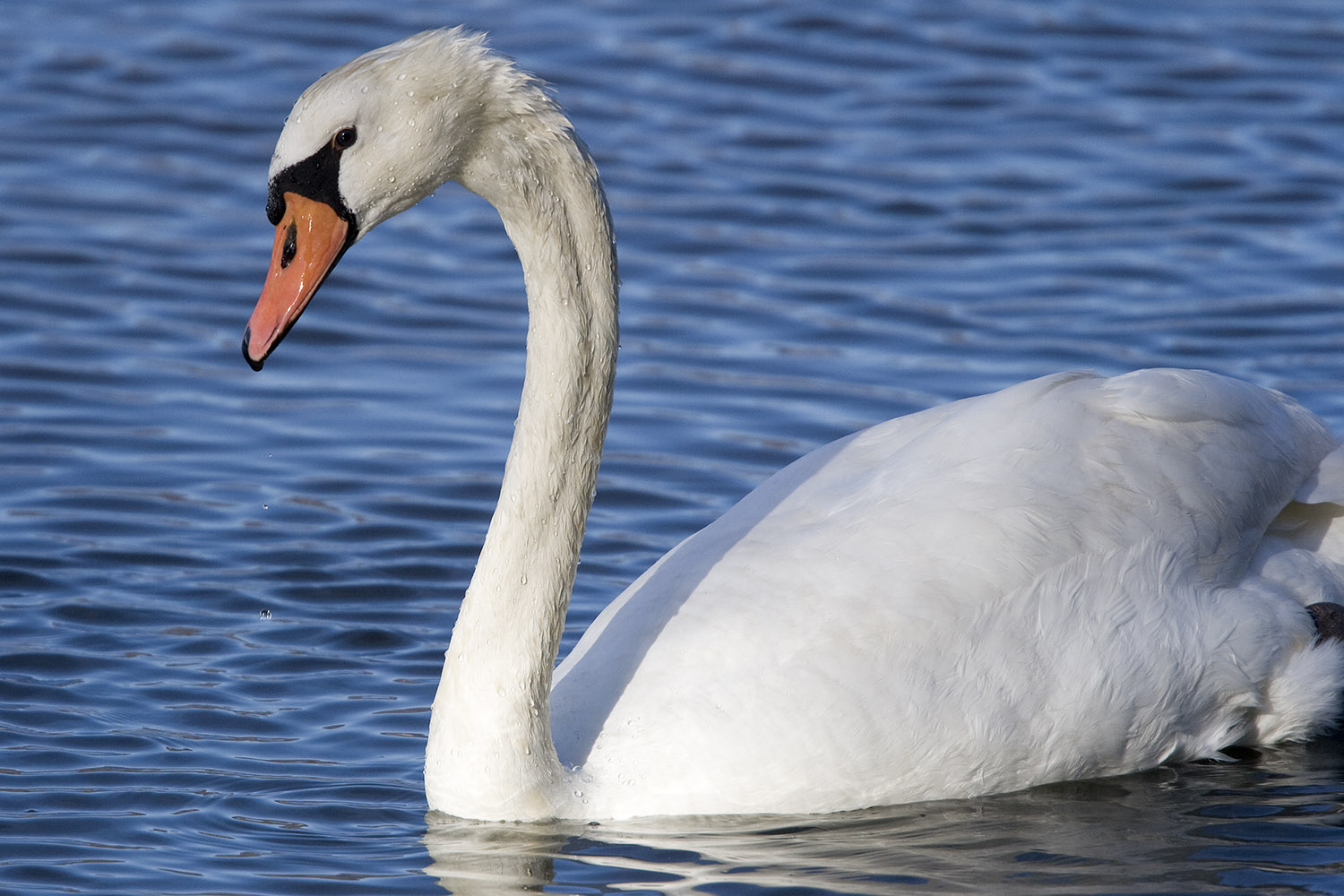 Mute-Swan.jpg