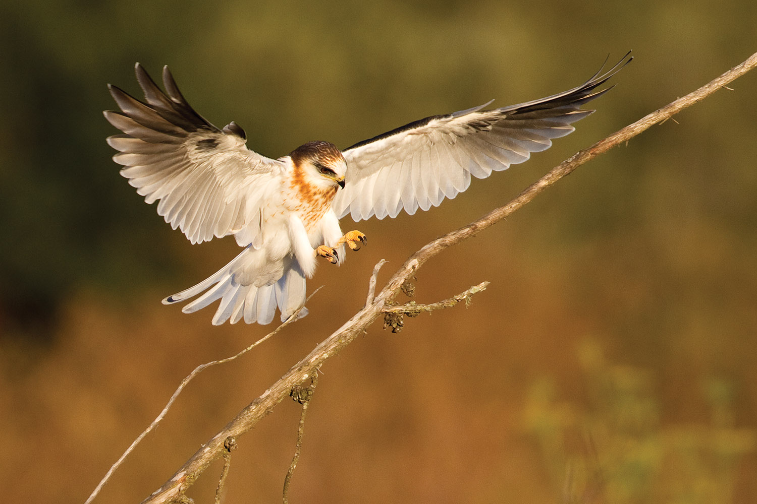 White-tailed-Kite-Landing.jpg