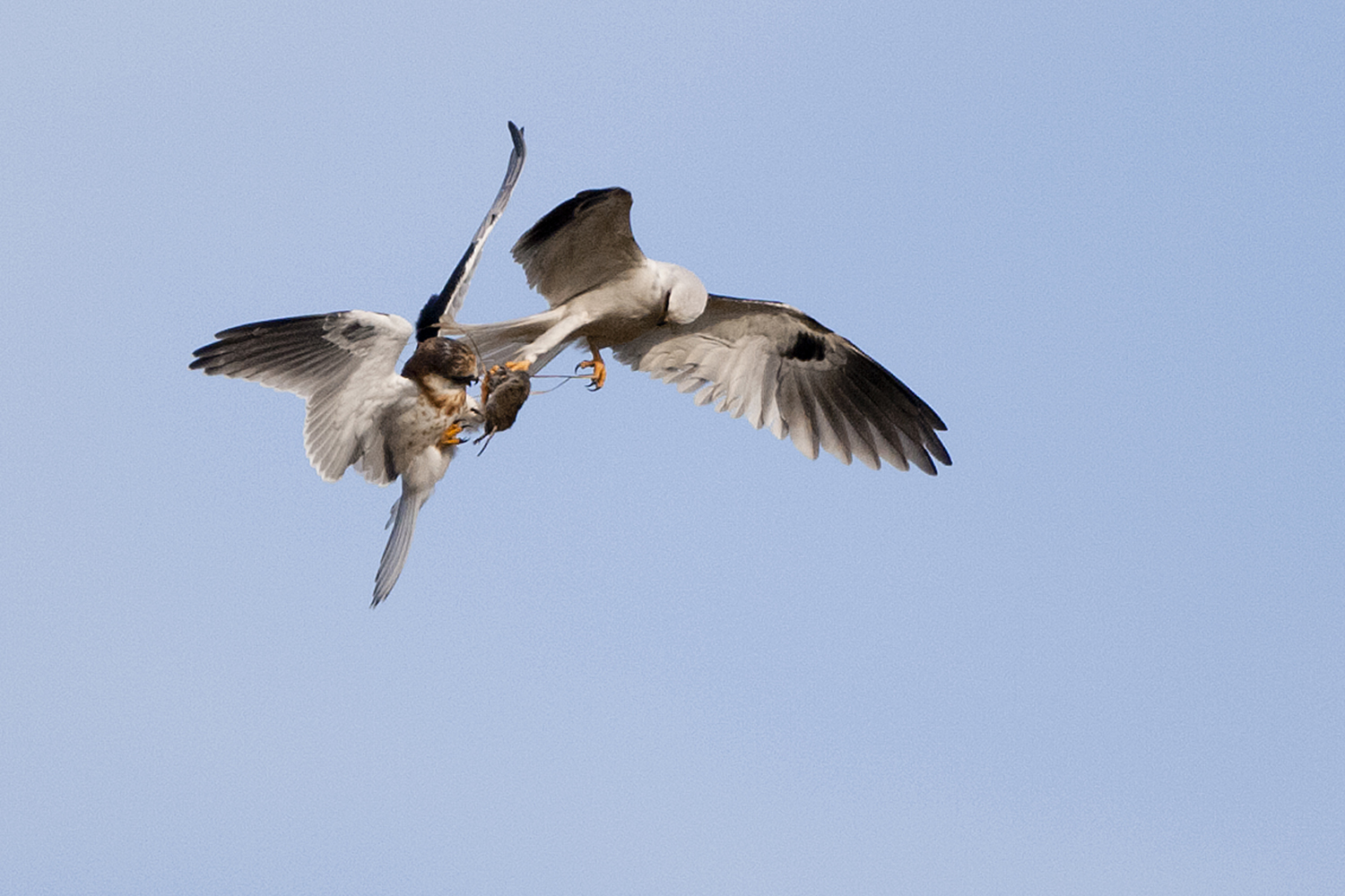 White-tailed Kite hands off vole to juvenile
