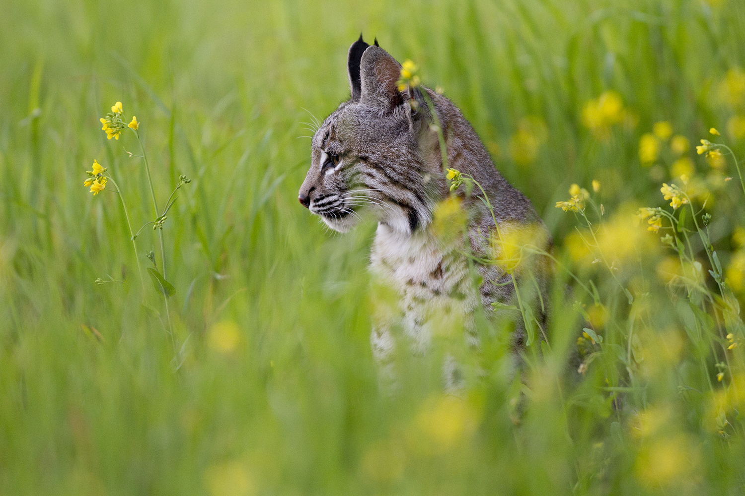 Bobcat Field