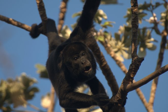   Did you know howler monkeys (Alouatta sp.) are the only New World primate in which males and females see color equally well, and probably have color vision as good as ours? - ACG, Costa Rica  