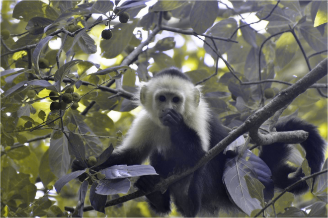 How a capuchin monkey (Cebus capucinus) eating bright red Guattarda macrosperma fruits might look to his red-green colorblind group mate- ACG, Costa Rica