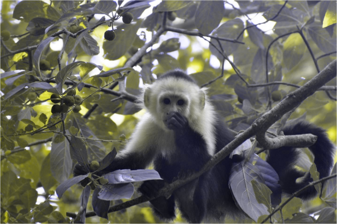   How a capuchin monkey (Cebus capucinus) eating bright red Guattarda macrosperma fruits might look to his red-green colorblind group mate- ACG, Costa Rica  