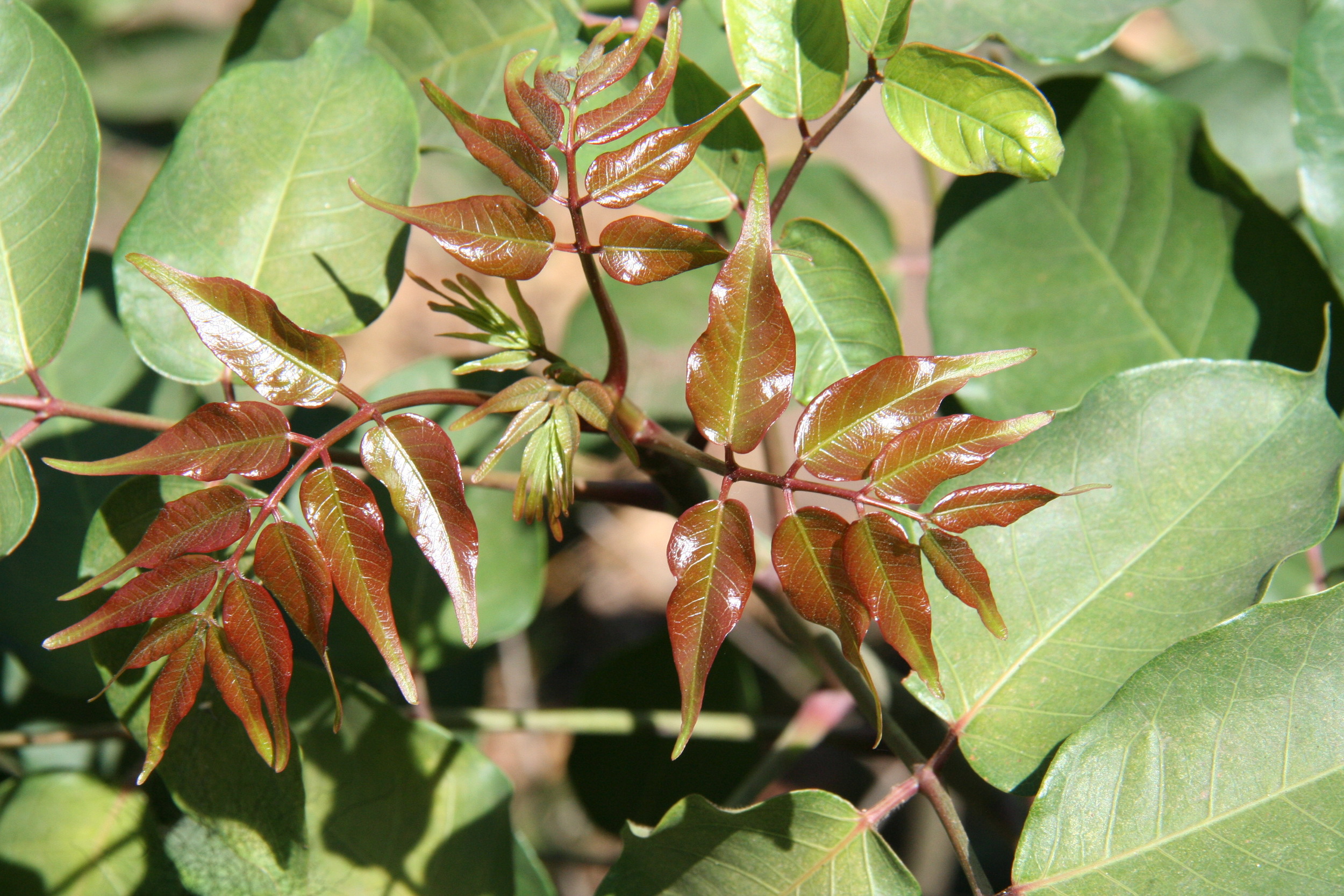 Bursera simarouba.JPG