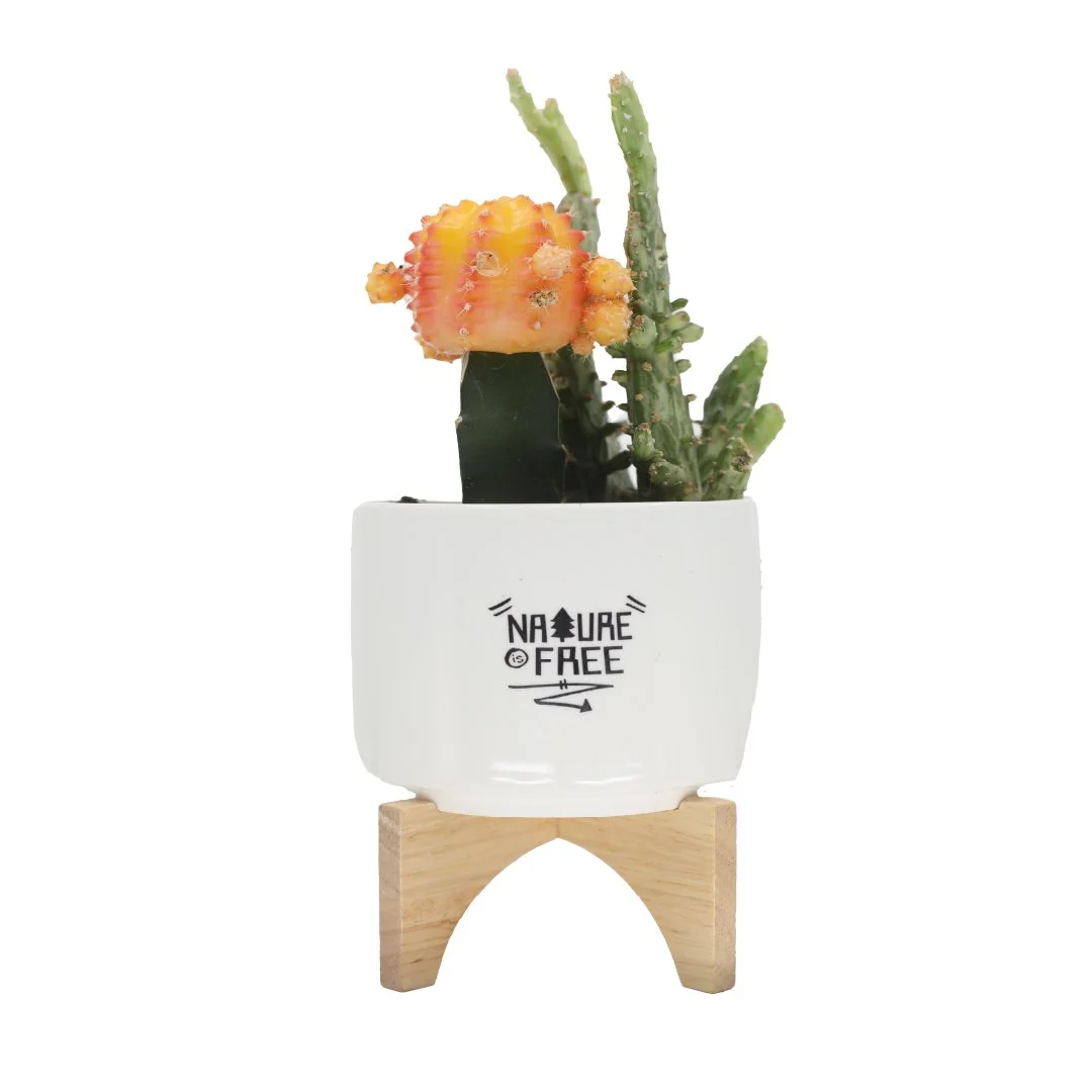 "Nature is Free" Planter