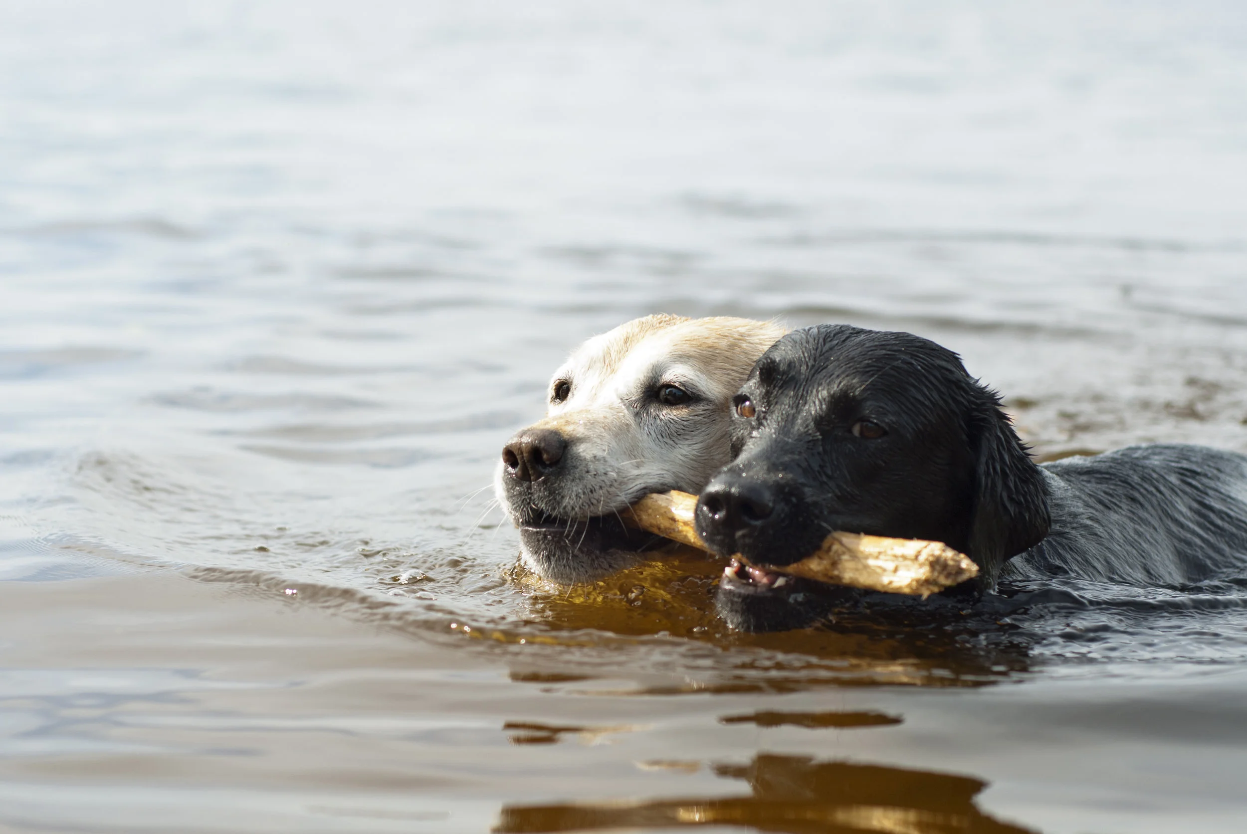 Photo by Bonerok/iStock / Getty Images