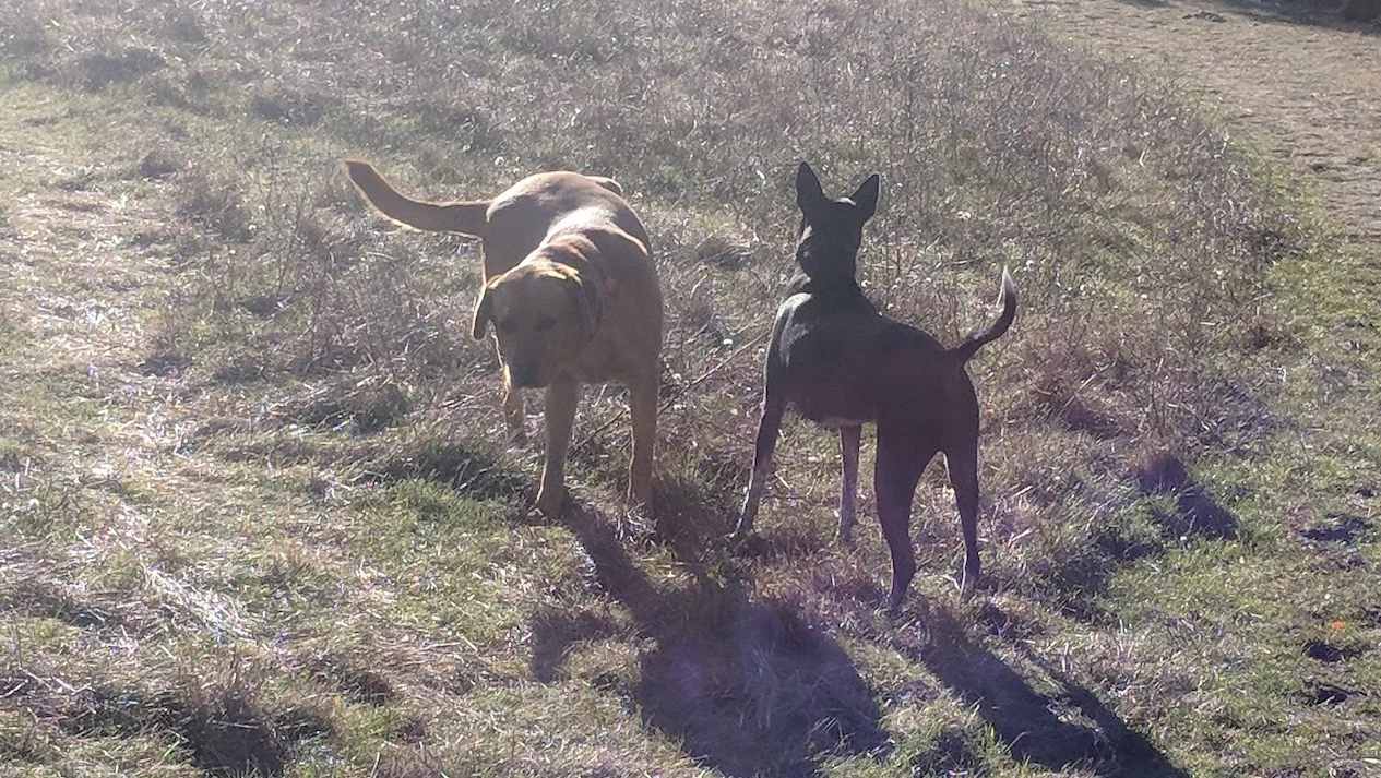 Dog Play.jpg