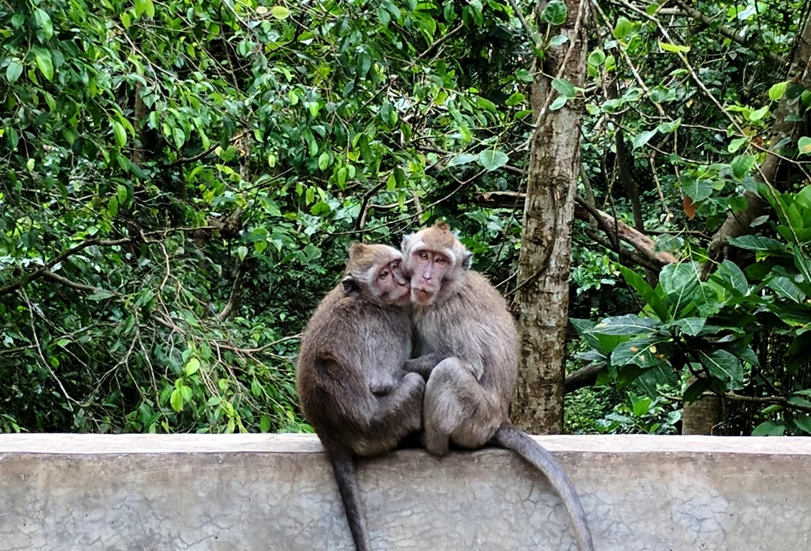 Monkeys.jpg