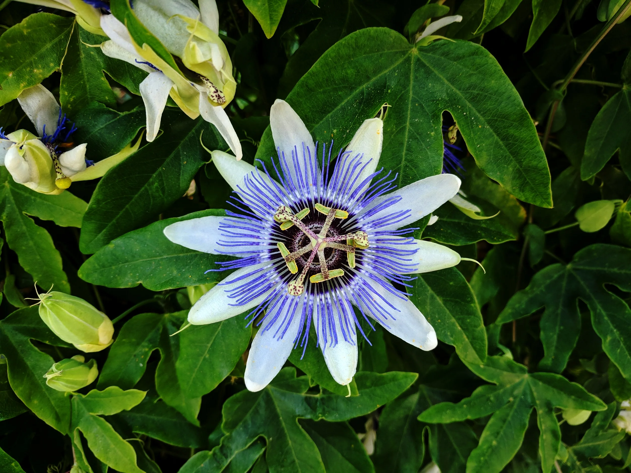 Alien Flower.jpg