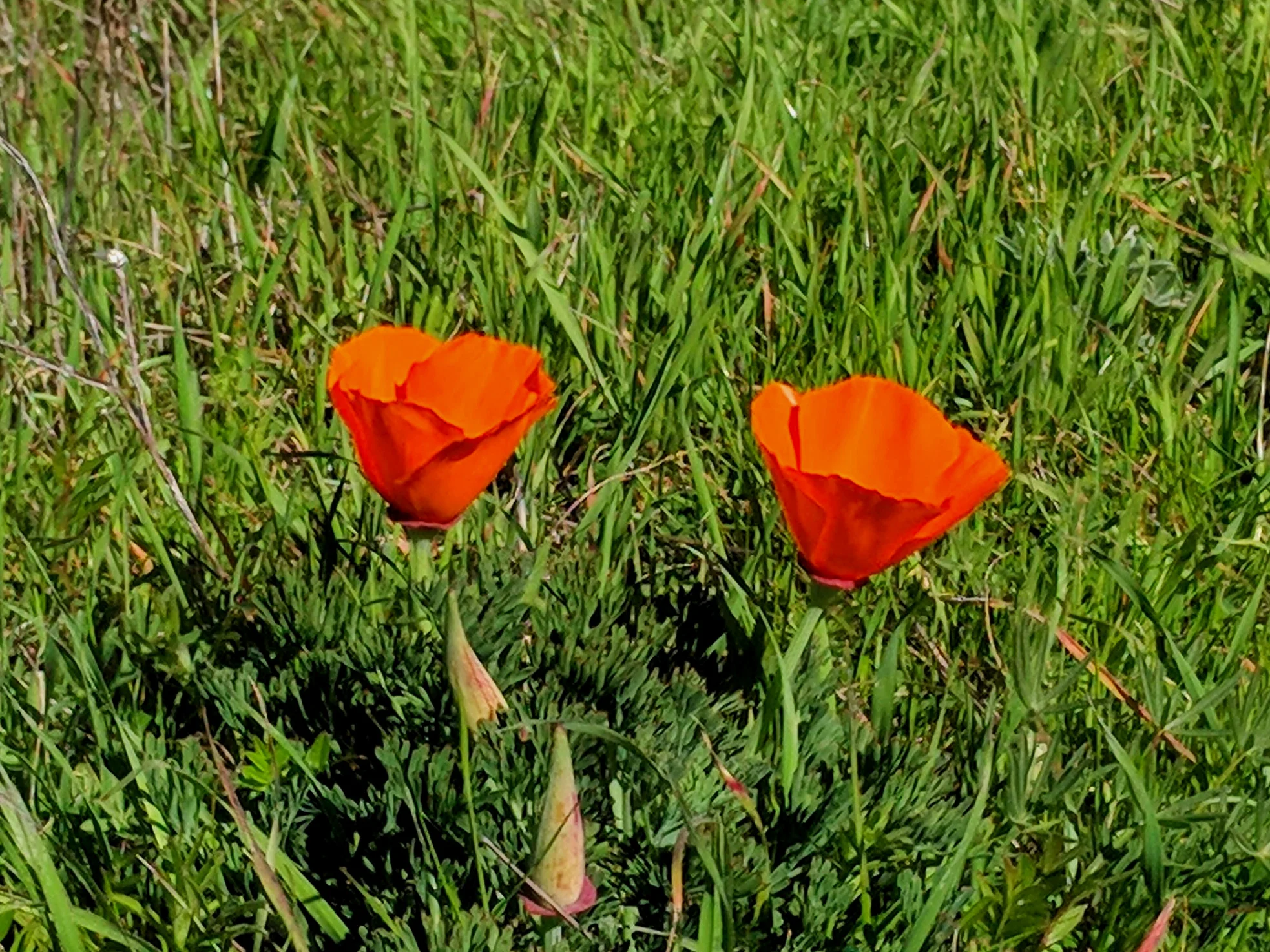 California%2BPoppies.jpg