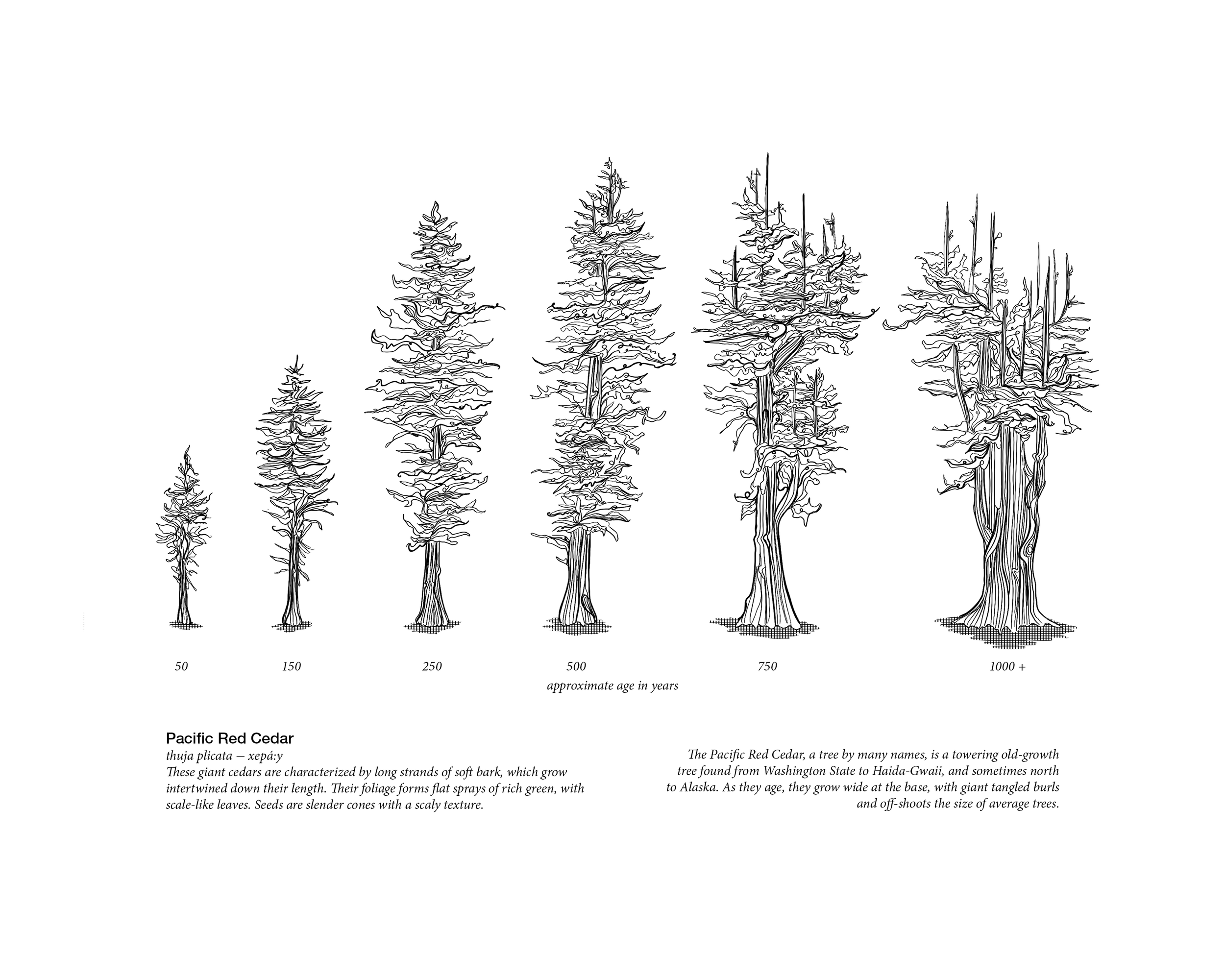 Cedars_update_PNG.png