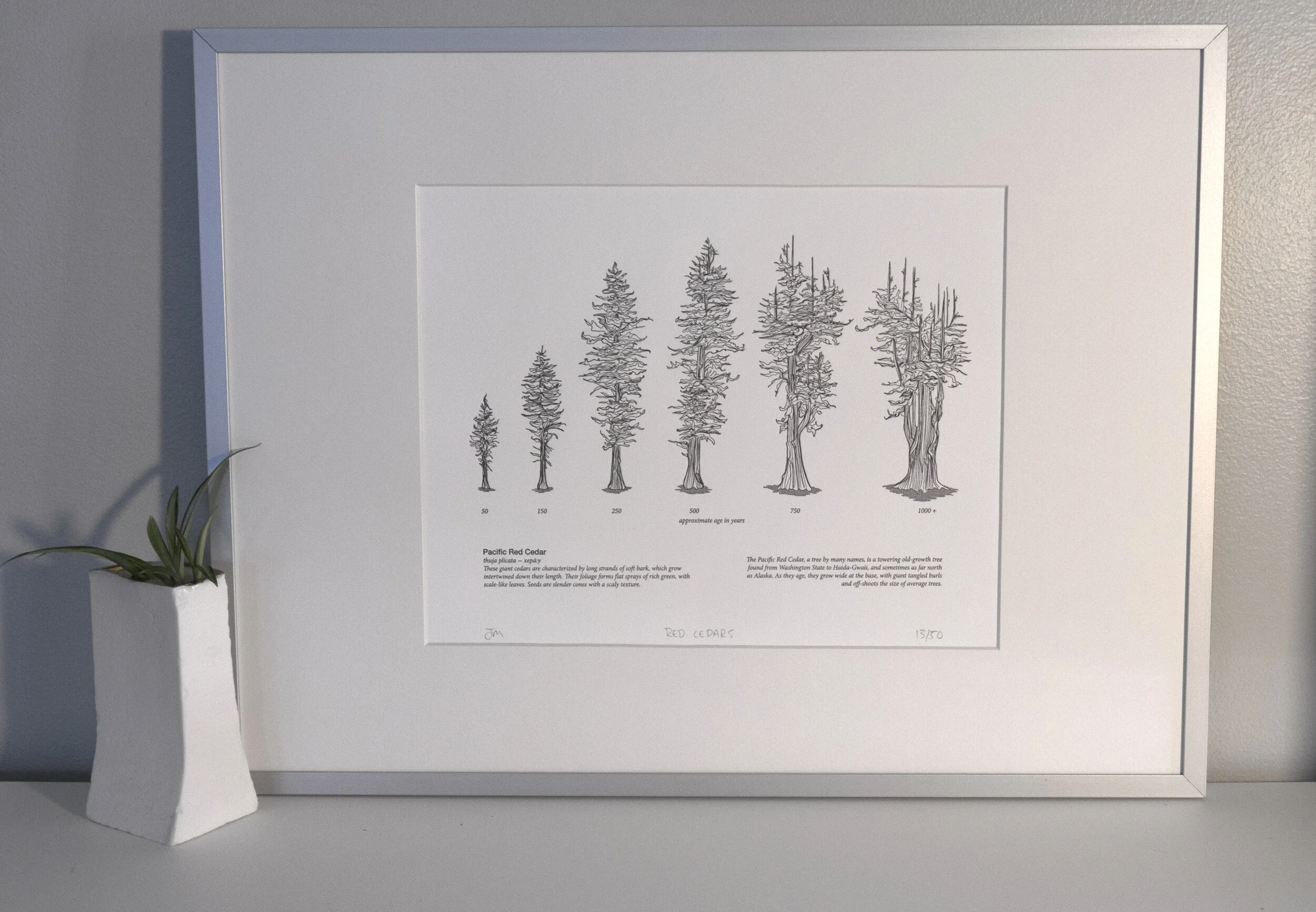 Cedar Tree Print - Limited Edition on Cotton Paper 8x10 