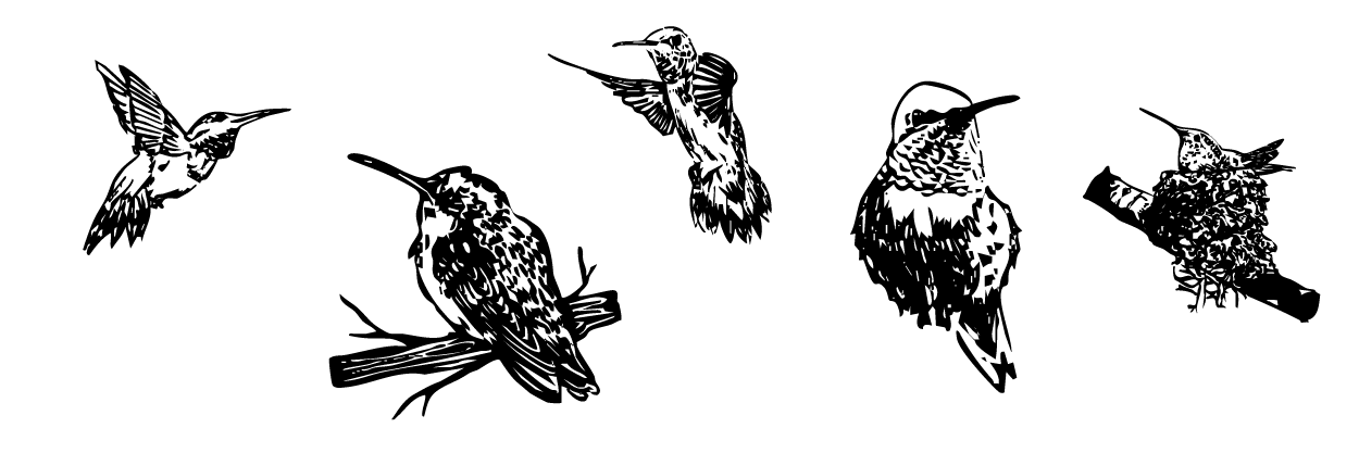 BIrds.png