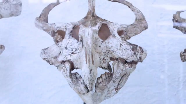 Natural History