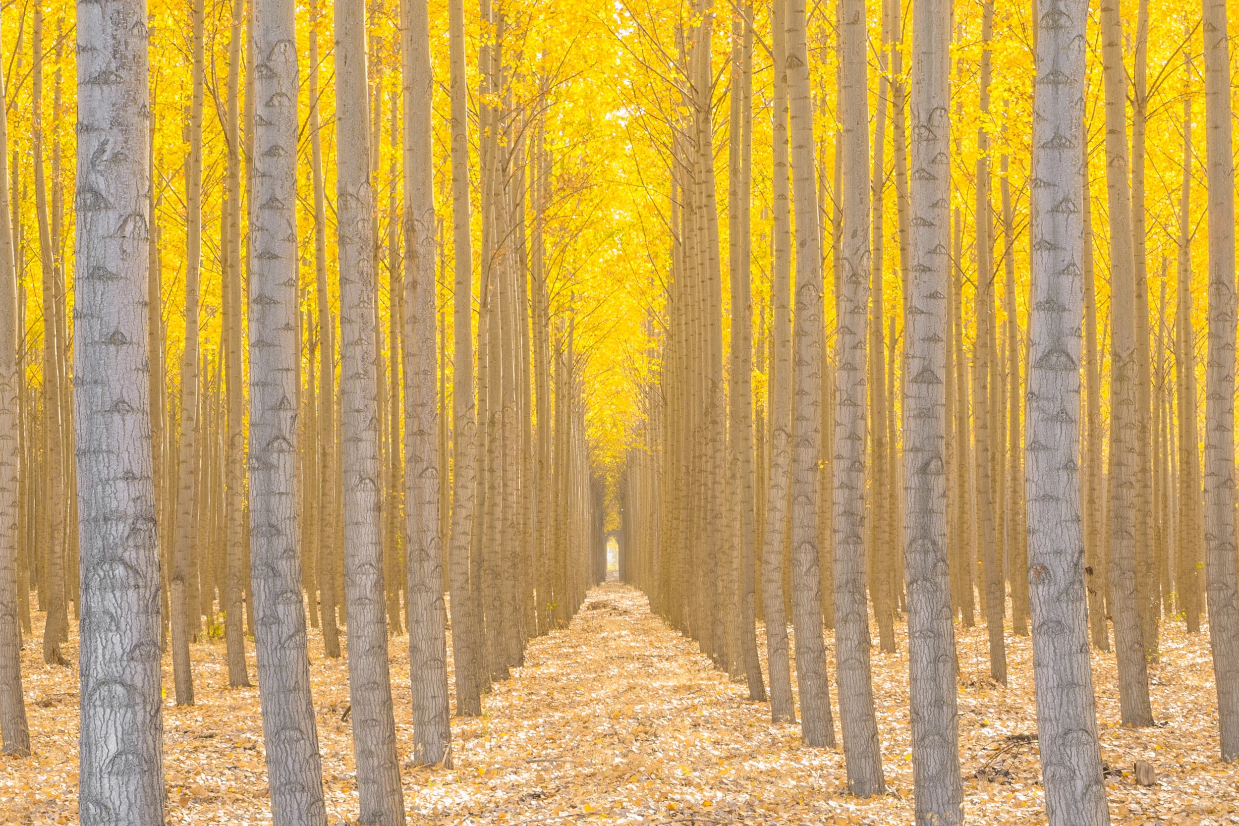 Silence is Golden