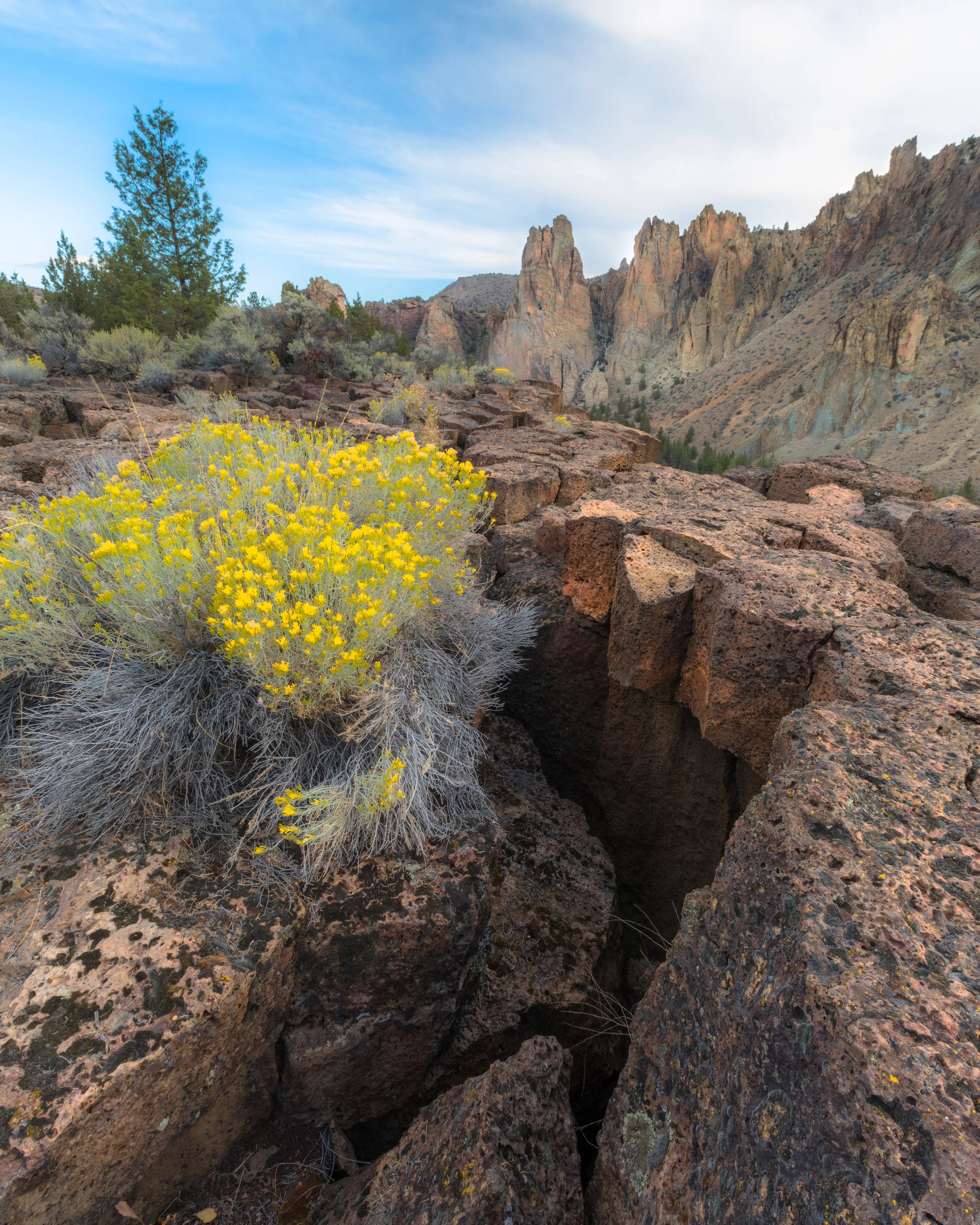 Desert Bloom