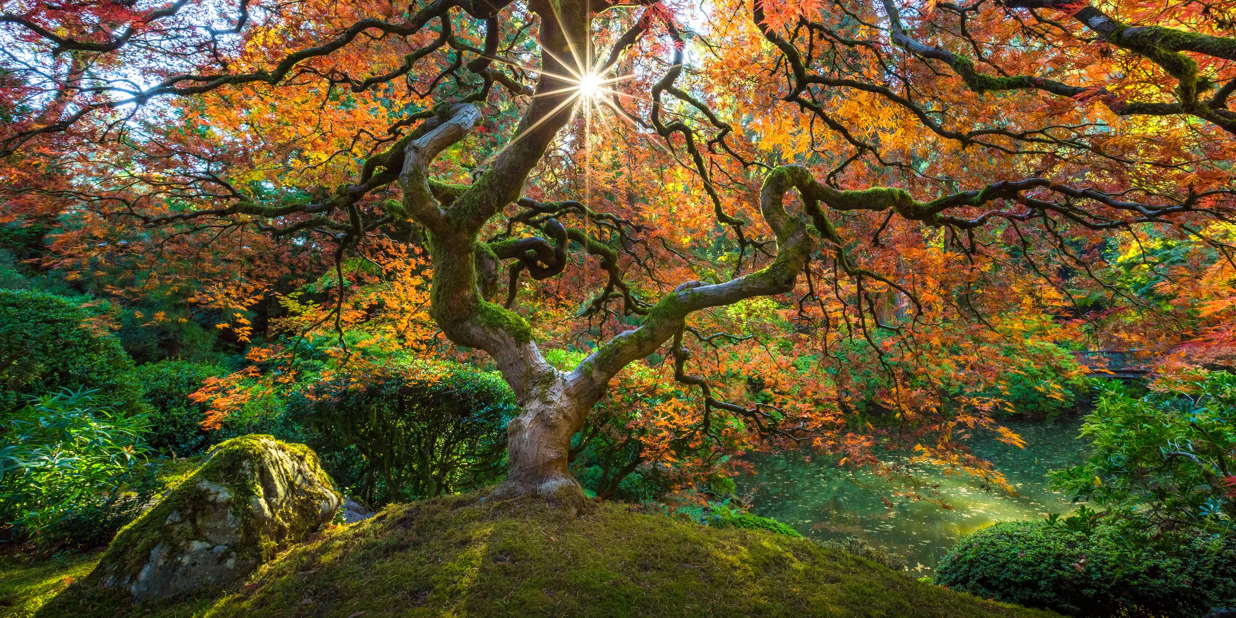 Tree of Life