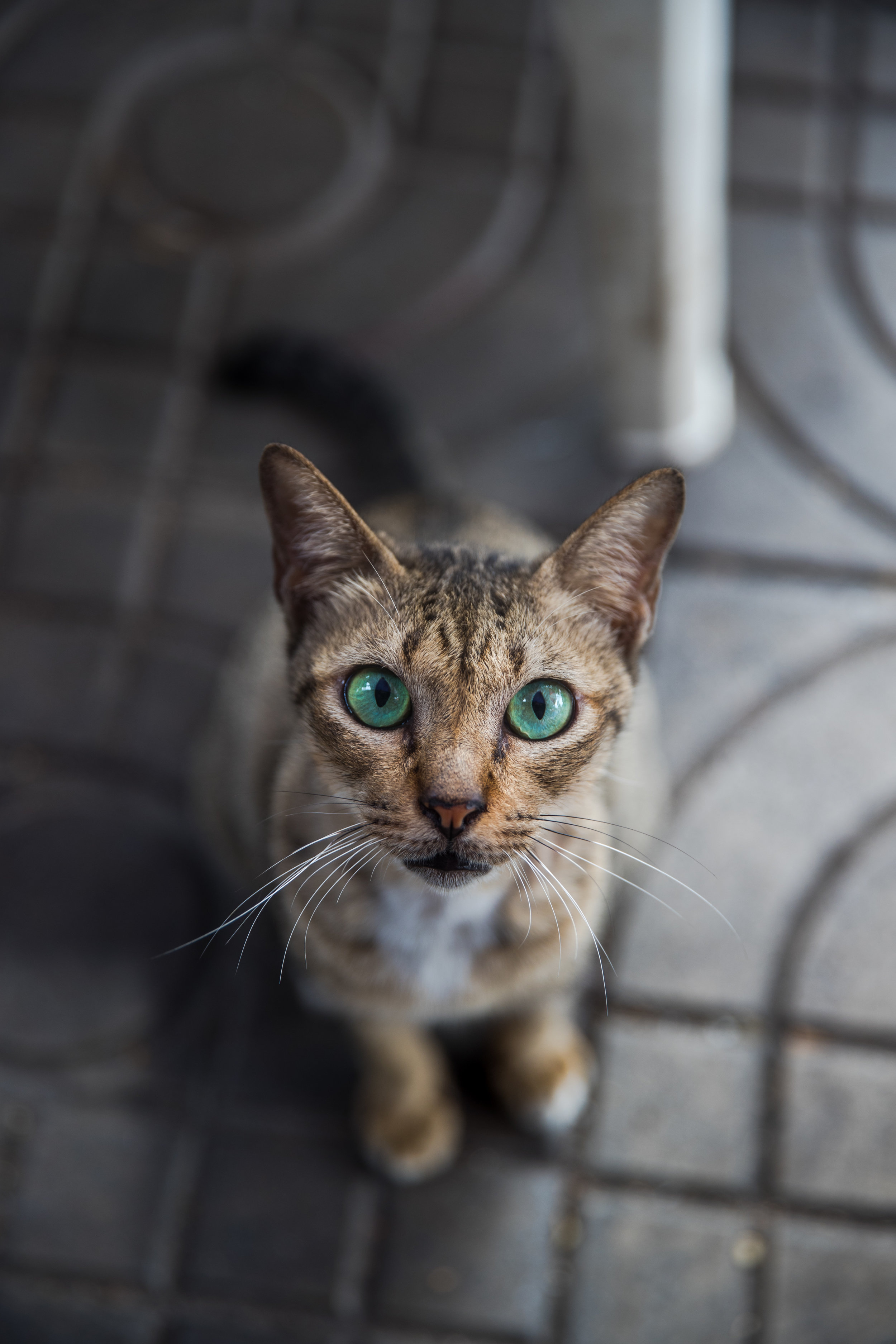 samhorine-bangkok-d1-8775.jpg