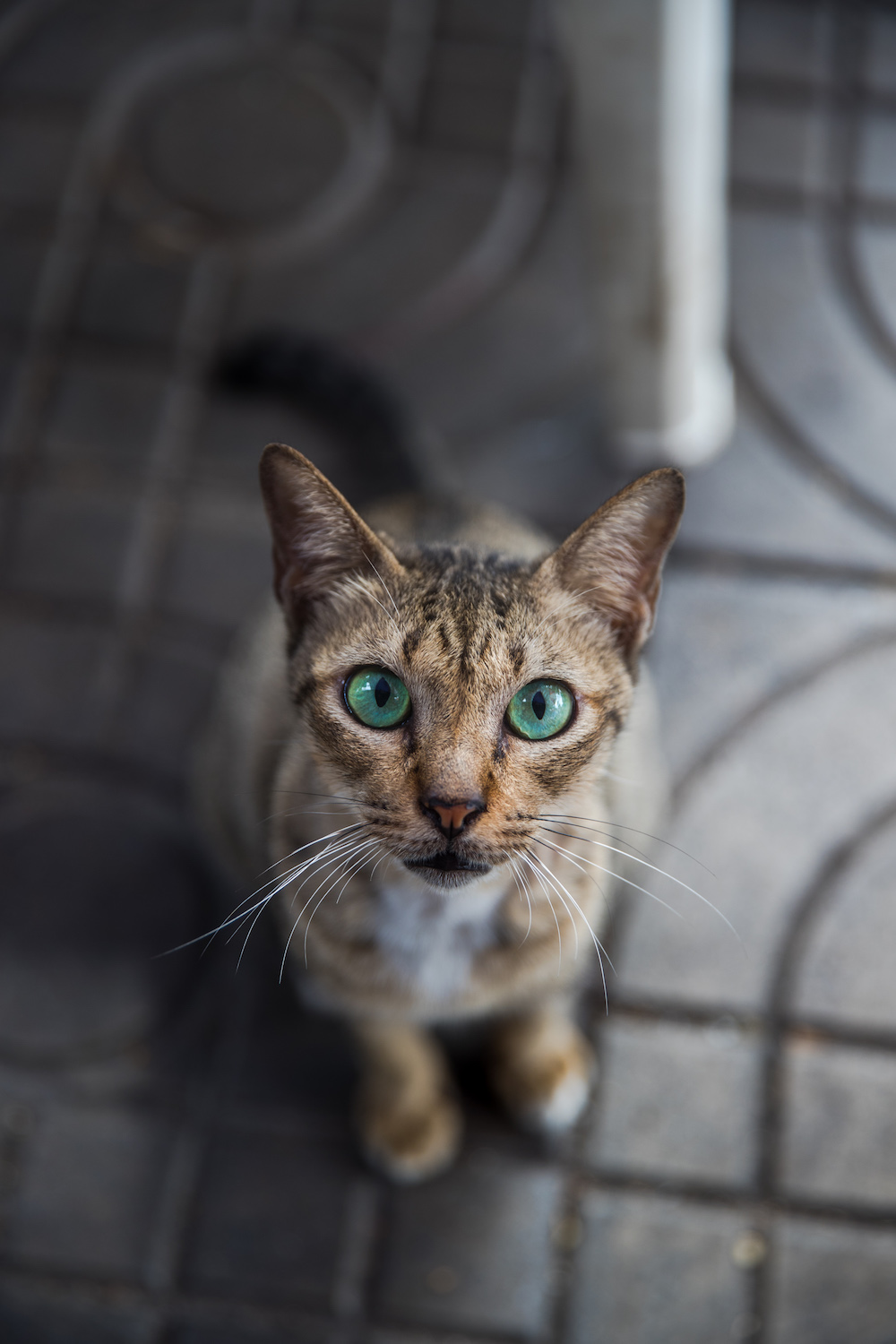 samhorine-bangkok-d1-8775.jpg