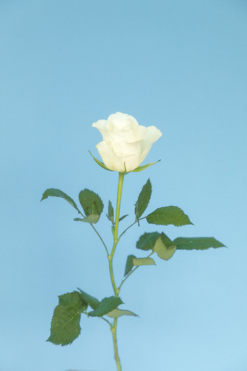 092119_Fresh_Cut_Flowers_Flowers_083.jpg