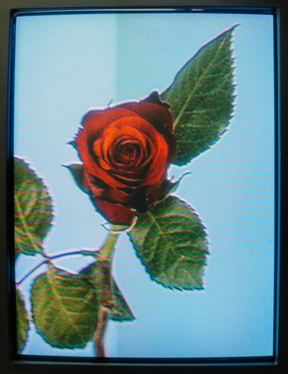 092119_Fresh_Cut_Flowers_T_V_022-Edit-2.jpg