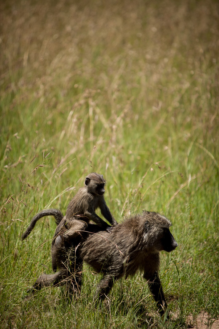 100313_masai_mara_BrookeDuthiePhoto-0386-Edit.jpg
