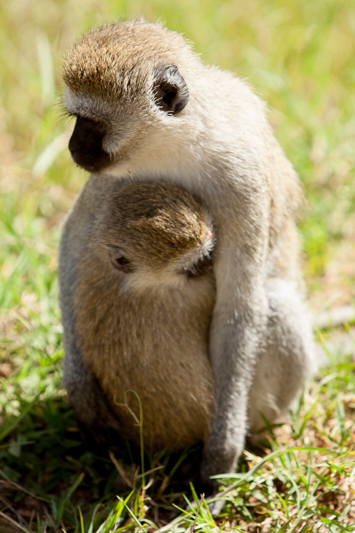 100313_masai_mara_BrookeDuthiePhoto-0667.jpg