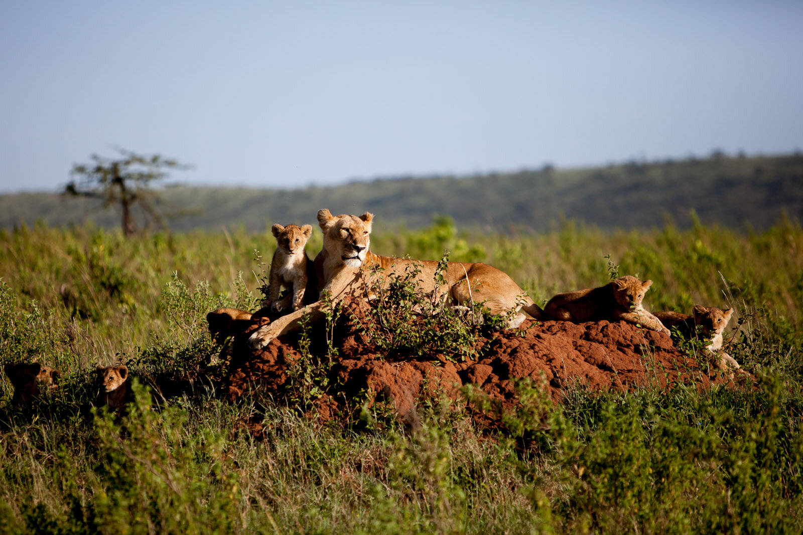 100313_masai_mara_BrookeDuthiePhoto-1051_.jpg