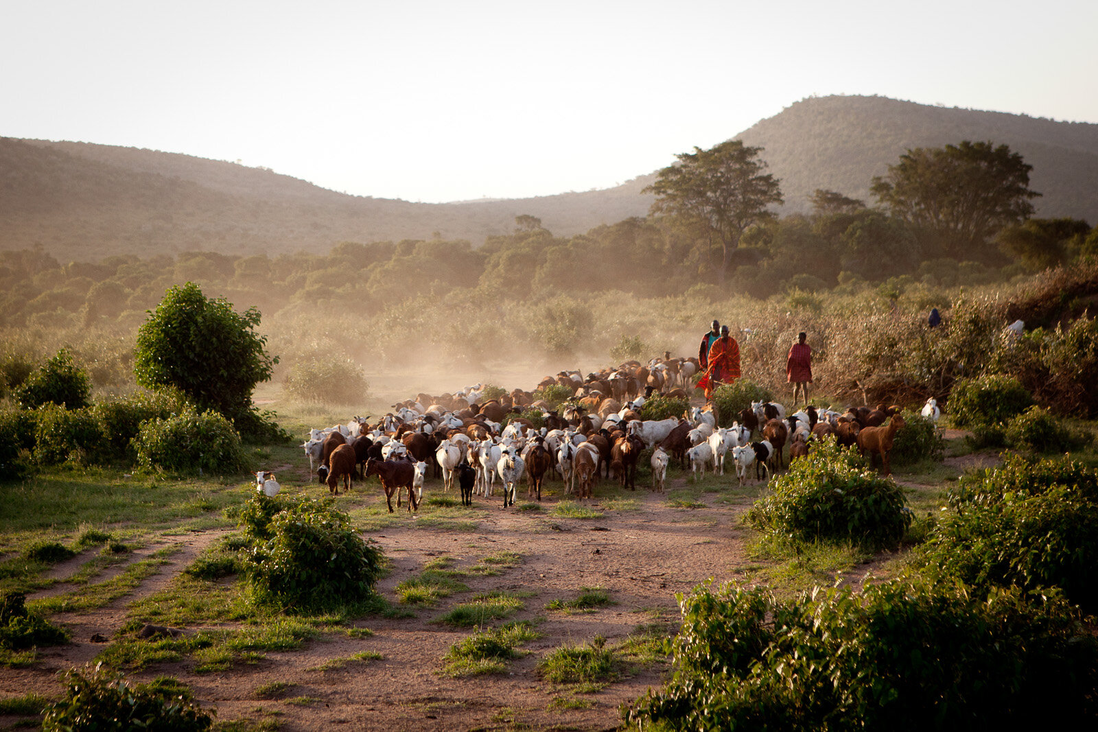 100313_masai_mara_BrookeDuthiePhoto-1440.jpg
