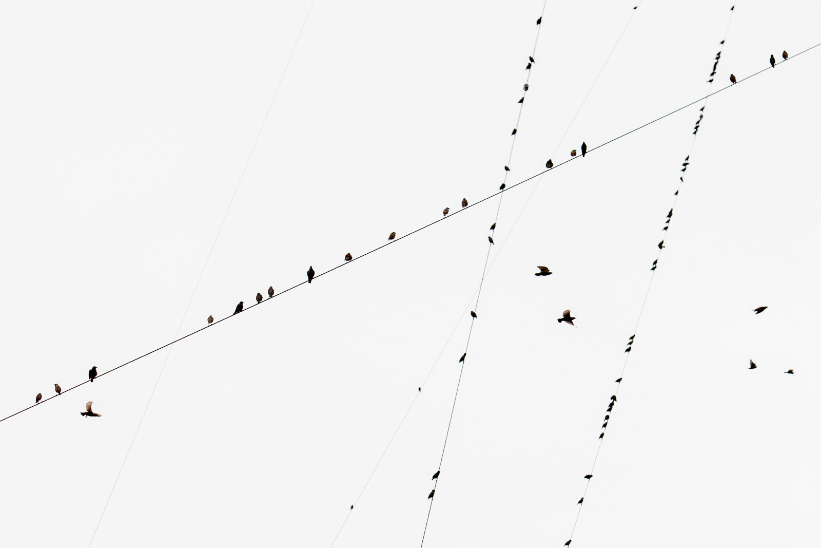 101210_birds on wire_Brooke Duthie photo-0010-2.jpg